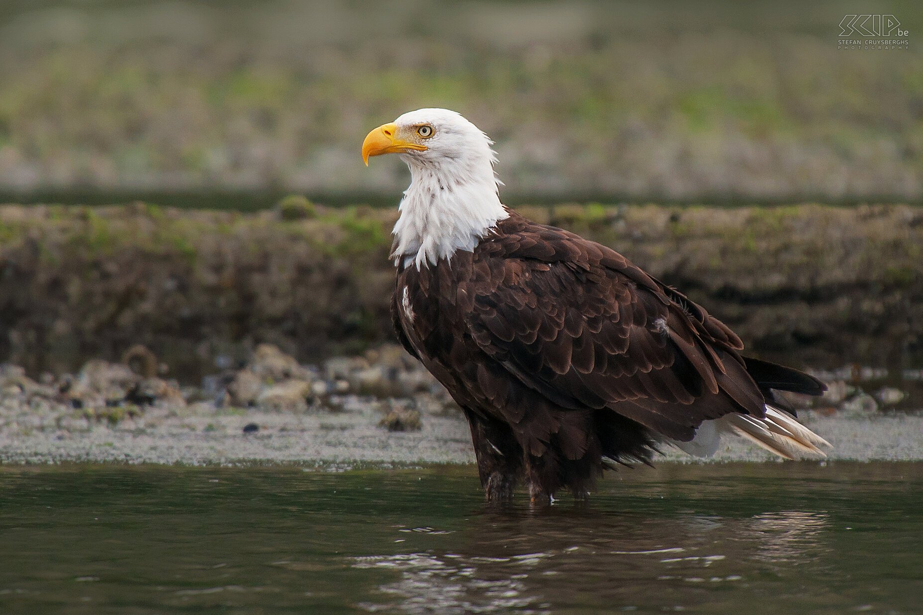 Knight Inlet - Bald eagle The Bald Eagle (Haliaeetus leucocephalus) is undoubtedly the most impressive bird of prey of North America.<br />
 Stefan Cruysberghs